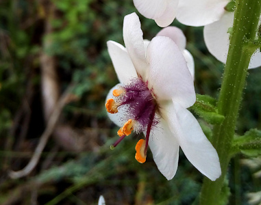 [A very close side view of one bloom. The center of the flower is very fuzzy looking with purple and white fuzzy protrusions on the stamen. The tips of the stamen are large, yellow with a wide orange section and have the shape of an orange slice.]